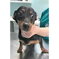 Foto dell\'animale cane - Matr. 2018/0593 - Microchip 380260043526493