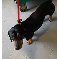 Foto dell\'animale cane - Matr. 2018/0595 - Microchip 380260043527437