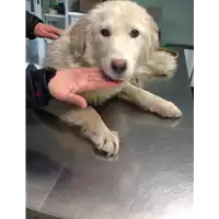 Foto dell\'animale cane - Matr. 2018/0594 - Microchip 380260043526502
