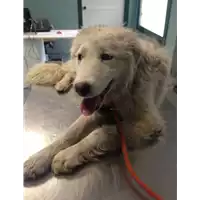 Foto dell\'animale cane - Matr. 2018/0597 - Microchip 380260043524179