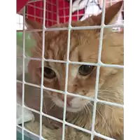 Foto dell\'animale gatto - Matr. 2018/0599 - Microchip 380260043527141