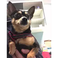 cane - Matr. 2018/0609 - Microchip 380260100283920