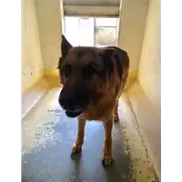 Foto dell\'animale cane - Matr. 2016/0349 - Microchip 985120024138466