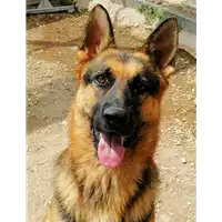Foto dell\'animale cane - Matr. 2015/1097 - Microchip 380260002313517