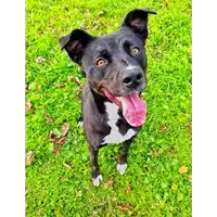 Foto dell\'animale cane - Matr. 2018/0616 - Microchip 380260043500408