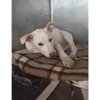 Foto dell\'animale cane - Matr. 2018/0052 - Microchip 380260042790056