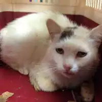 Foto dell\'animale gatto - Matr. 2018/0619 - Microchip 380260043507855