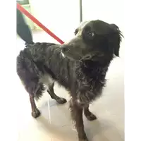Foto dell\'animale cane - Matr. 2018/0622 - Microchip 380260043500370