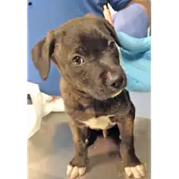 Foto dell\'animale cane - Matr. 2018/0623 - Microchip 380260043500132