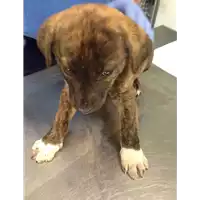 Foto dell\'animale cane - Matr. 2018/0626 - Microchip 380260043507688