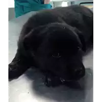 Foto dell\'animale cane - Matr. 2018/0628 - Microchip 380260043500238