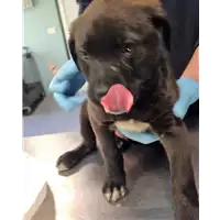 Foto dell\'animale cane - Matr. 2018/0629 - Microchip 380260043507529