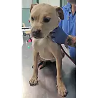 Foto dell\'animale cane - Matr. 2018/0631 - Microchip 380260043499758