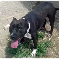 Foto dell\'animale cane - Matr. 2018/0632 - Microchip 380260043500340