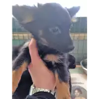 Foto dell\'animale cane - Matr. 2018/0635 - Microchip 380260043520063