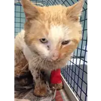 Foto dell\'animale gatto - Matr. 2018/0638 - Microchip 380260043500038