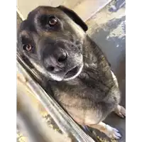 Foto dell\'animale cane - Matr. 2014/1328 - Microchip 380260002315248