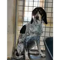 cane - Matr. 2018/0640 - Microchip 380260043501037