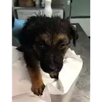 Foto dell\'animale cane - Matr. 2018/0642 - Microchip 380260043501156