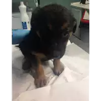 Foto dell\'animale cane - Matr. 2018/0647 - Microchip 380260043500359