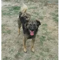 Foto dell\'animale cane - Matr. 2015/1359 - Microchip 380260002271618