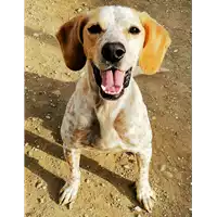 Foto dell\'animale cane - Matr. 2018/0652 - Microchip 380260043501313