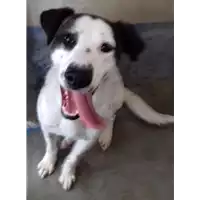 Foto dell\'animale cane - Matr. 2018/0653 - Microchip 380260043507702