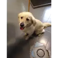 cane - Matr. 2018/0655 - Microchip 900108001818344