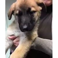 Foto dell\'animale cane - Matr. 2018/0658 - Microchip 380260043523957