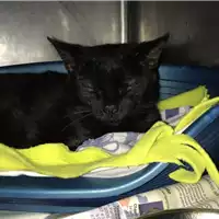 Foto dell\'animale gatto - Matr. 2018/0662 - Microchip 380260043499807