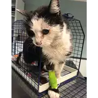 Foto dell\'animale gatto - Matr. 2018/0668 - Microchip 380260043501290