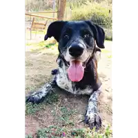Foto dell\'animale cane - Matr. 2015/1600 - Microchip 380260042530833
