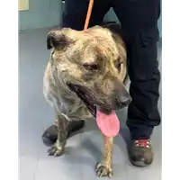 Foto dell\'animale cane - Matr. 2018/0670 - Microchip 380260043500529