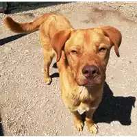 Foto dell\'animale cane - Matr. 2018/0650 - Microchip 380260043501183