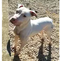 Foto dell\'animale cane - Matr. 2018/0678 - Microchip 380260140102730