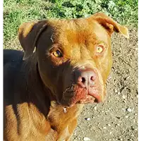 Foto dell\'animale cane - Matr. 2017/2310 - Microchip 380260002831105