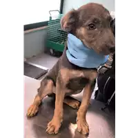Foto dell\'animale cane - Matr. 2018/0681 - Microchip 380260043501067