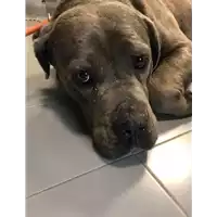 cane - Matr. 2018/0685 - Microchip 380260042295213