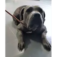 cane - Matr. 2018/0686 - Microchip 380260043500846