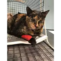 Foto dell\'animale gatto - Matr. 2018/0602 - Microchip 380260043527187