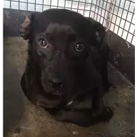 Foto dell\'animale cane - Matr. 2018/0689 - Microchip 380260043519502