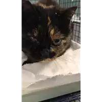 Foto dell\'animale gatto - Matr. 2018/0691 - Microchip 380260043519878