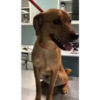 Foto dell\'animale cane - Matr. 2018/0692 - Microchip 380260043519973