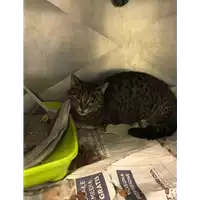 Foto dell\'animale gatto - Matr. 2018/0693 - Microchip 380260043520120