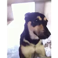 Foto dell\'animale cane - Matr. 2017/2535 - Microchip 380260042819902