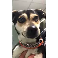 Foto dell\'animale cane - Matr. 2018/0695 - Microchip 380260043520145