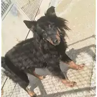 cane - Matr. 2018/0696 - Microchip 380260043520353