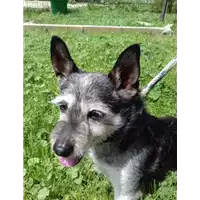 Foto dell\'animale cane - Matr. 2018/0698 - Microchip 380260000863993
