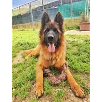 Foto dell\'animale cane - Matr. 2018/0700 - Microchip 380260043523966