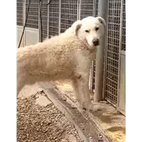 Foto dell\'animale cane - Matr. 2016/2230 - Microchip 977200007329659